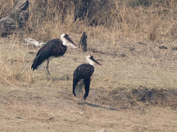 <h3>Ciconia episcopus / Woolly‑necked stork / Bisschopsooievaar</h3>OM-1 Mark II with OLYMPUS M.150-400mm F4.5 TC, 1/2000 sec at F5.6, ISO 500, distance 176 m